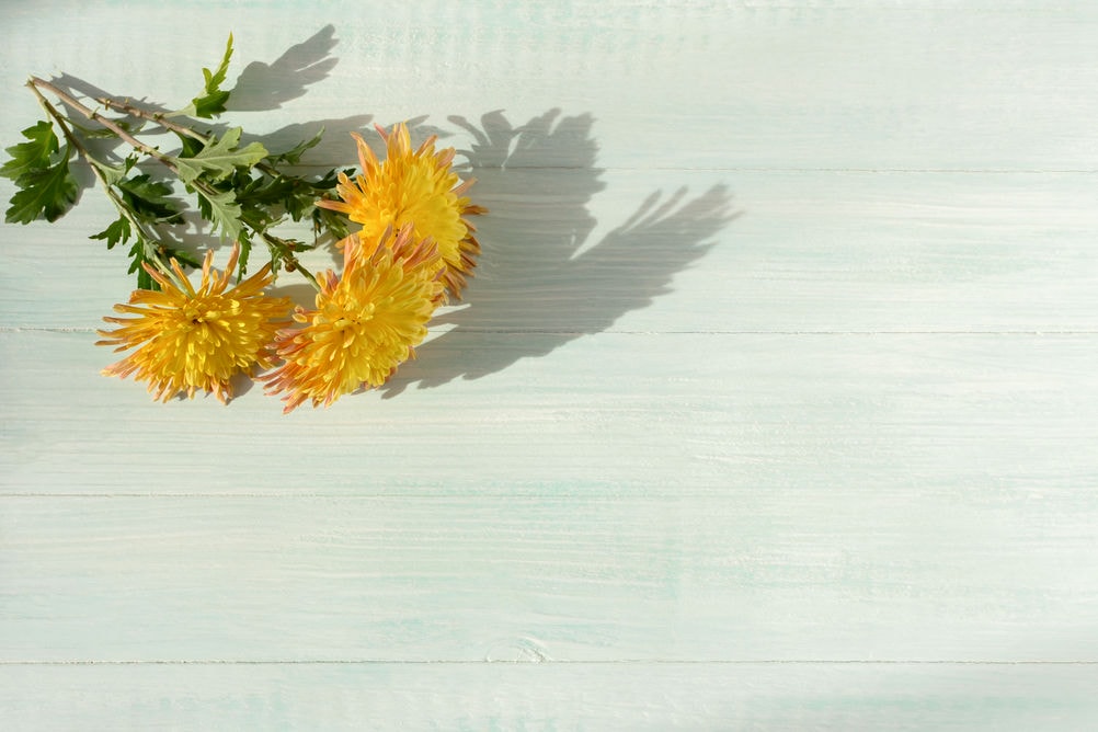 beautiful yellow chrysanthemums flat lay 2022 10 14 19 31 41 utc