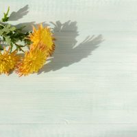 beautiful-yellow-chrysanthemums-flat-lay-2022-10-14-19-31-41-utc